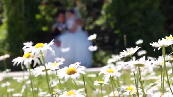 Flores de manzanilla con novia y novio en el fondo — Vídeo de stock