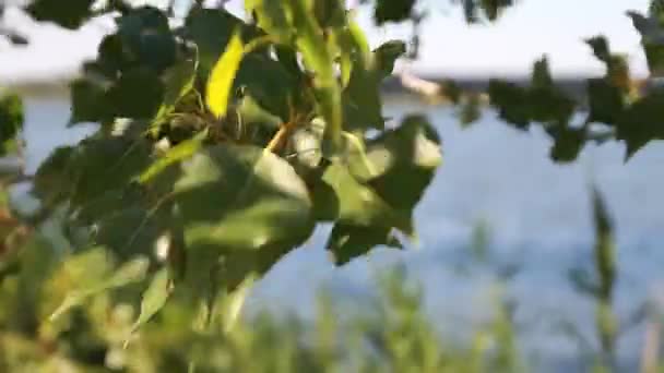 Çam ağaçlarının rüzgar zamanında bir görüntü — Stok video