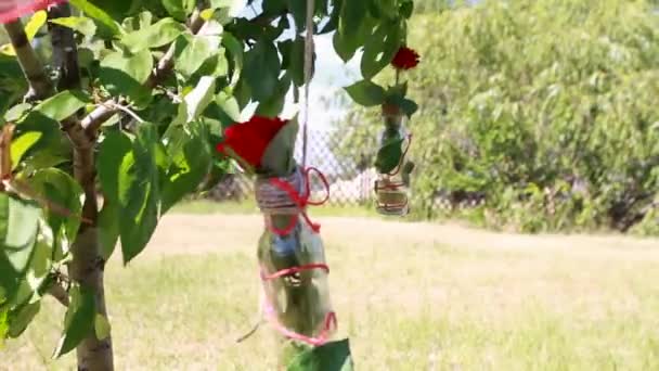 Decoraciones de rosas en una botella en el árbol — Vídeo de stock