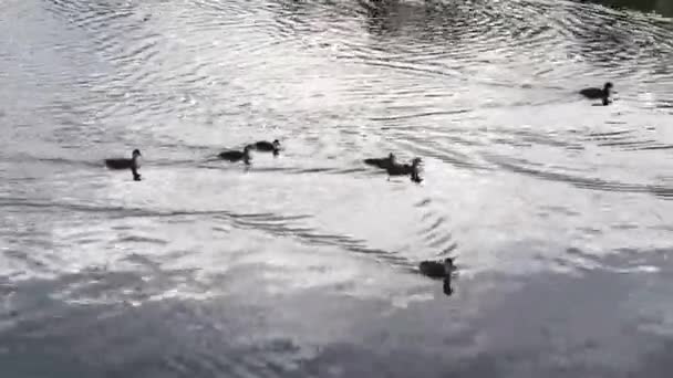 Un covey de canard sauvage est dans la rivière — Video