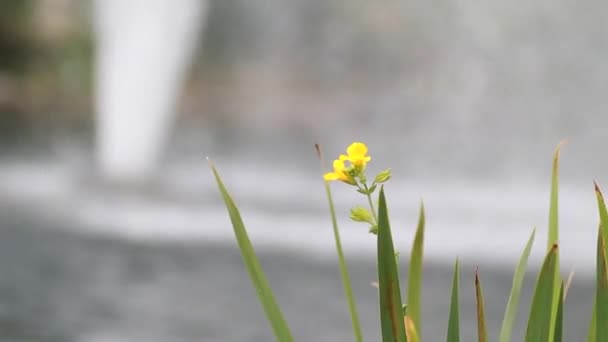 Hermosa flor amarilla — Vídeos de Stock