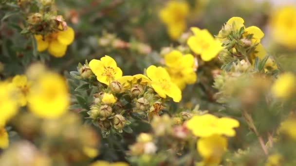 Vele mooie gele bloemen — Stockvideo