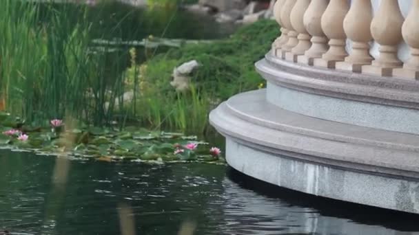 Patos nadan en el hermoso lago — Vídeos de Stock