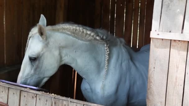 Hermoso caballo blanco se encuentra en el recinto — Vídeo de stock