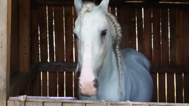 Beau cheval blanc se tient dans l'enceinte — Video