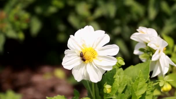 Včela přelétá barevné květinové pole v letní den — Stock video