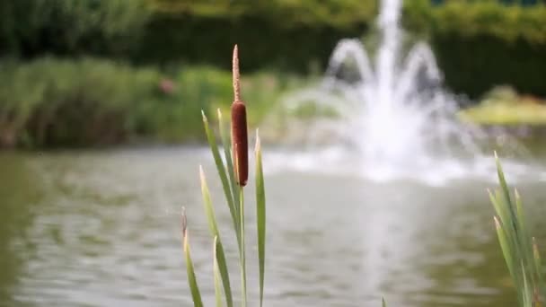 Fuente, caña en el lago — Vídeo de stock