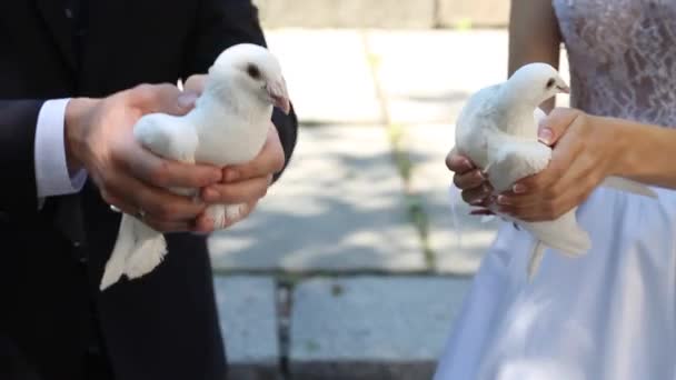 Las palomas de boda en las manos del novio y la novia — Vídeos de Stock