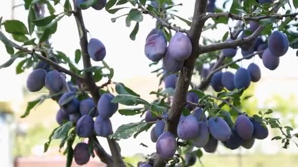 Plum vruchten opknoping op de boom — Stockvideo