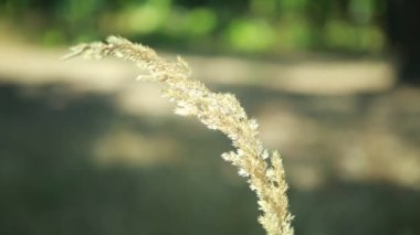 Bitkisel kulak rüzgarda sways