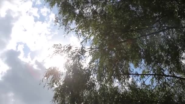 Ovunque il sole splende nuvole e rami di alberi — Video Stock