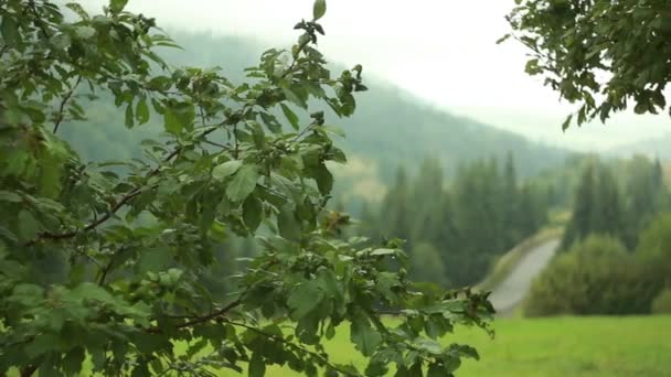 Paisagens Cênicas Montanhas Cárpatas Ucrânia — Vídeo de Stock