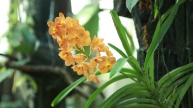 Botanik bahçesinde Kiev güzel çiçekler