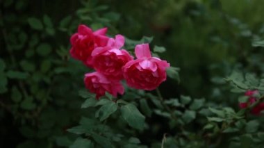 Odak güzel kırmızı çiçek tomurcukları