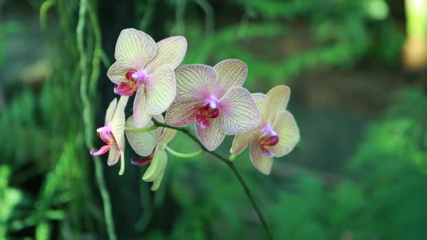 Hermosas flores en el jardín botánico de Kiev — Vídeos de Stock