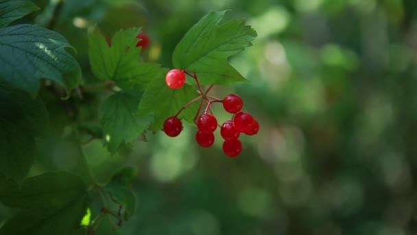 Beautiful red berries on a green bush — Stock Video