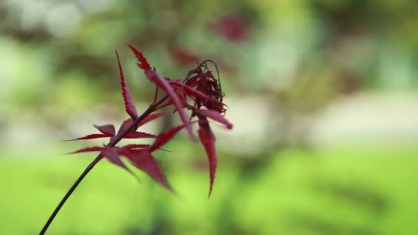 Ungewöhnliche kastanienbraune Blume im Fokus — Stockvideo