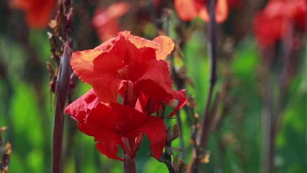 Toppen van mooie rode bloemen in focus — Stockvideo