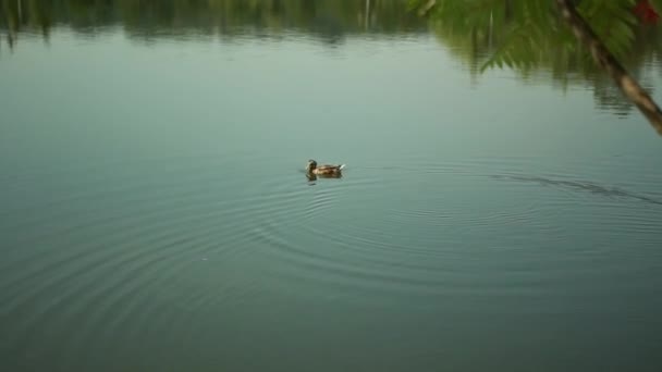 Jeden mały Kaczor unosi się na wielkich jezior — Wideo stockowe