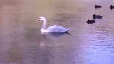 Bir kuğu ve ördekler çok gölde yüzmek