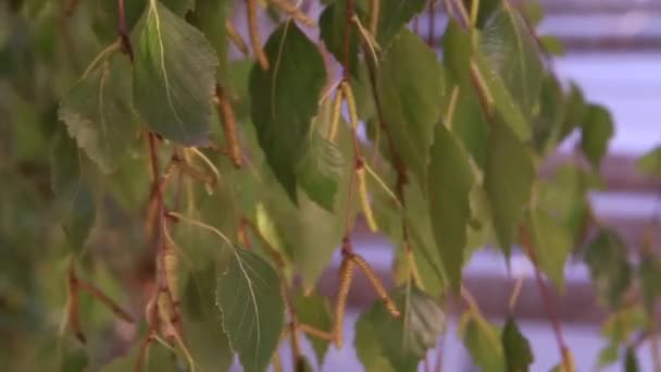 Березовые ветви с листьями и бутонами — стоковое видео