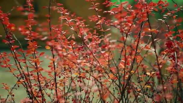 Herfst, mooie rode bladeren op de struiken — Stockvideo