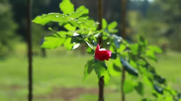 Hermosa rosa roja en un arbusto verde — Vídeo de stock