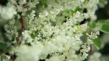 Çalılıklarda bir sürü küçük beyaz çiçek