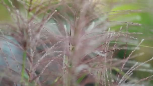 Schönes flauschiges Gras auf dem verschwommenen Hintergrund — Stockvideo