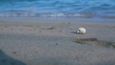 Mısır, Hurghada, küçük kırmızı deniz boyunca kum plaj ishal Yengeç