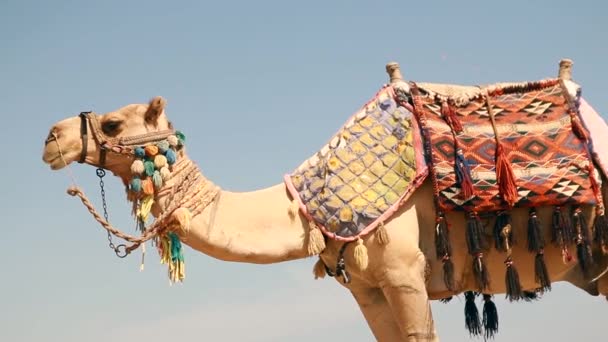 Ägypten, Hurghada, ein großes Kamel am Strand — Stockvideo