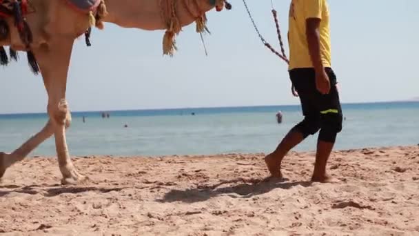 Egypt, Hurghada, velký velbloud na pláži — Stock video