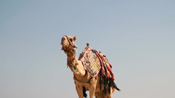 Egypte, Hurghada, een grote kameel op het strand — Stockvideo