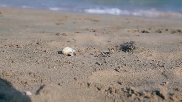 이집트, 후르가 다, 작은 게 홍 해를 따라 모래 해변 실행 — 비디오