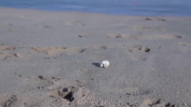 Egipto, Hurghada, pequeña playa de arena de cangrejo corre a lo largo del Mar Rojo — Vídeo de stock