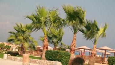 adam bir Hindistan cevizi fındık savurma bir palmiye ağacı