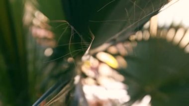 Odak dışında Mısır, Hurghada, palmiye yaprakları