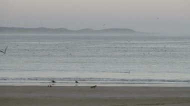 Sunset Beach deki Basra Körfezi deniz manzarası, Essaouira, Morocco