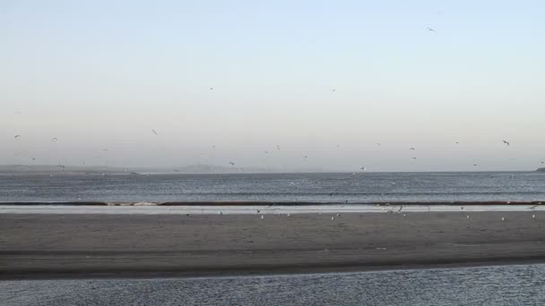 在早晨的阳光与飞海鸥海洋海滩 — 图库视频影像