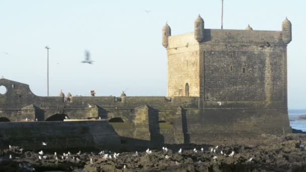 Essaouira fisherman harbor filled with seagulls — Stock Video