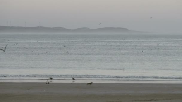 Tramonto sulla spiaggia nel mare del golfo arabo, Essaouira, Marocco — Video Stock