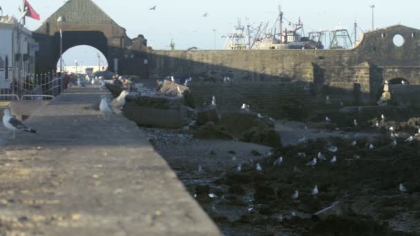 Porto de pescadores de Essaouira cheio de gaivotas — Vídeo de Stock