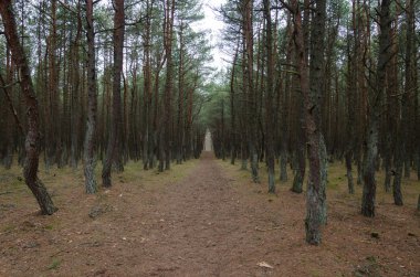 Ağaçlar gölgelik bir sisli orman yolu üzerinde kemer