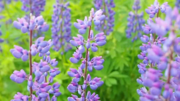 Honungsbin på ett fält av lavendel blommor — Stockvideo