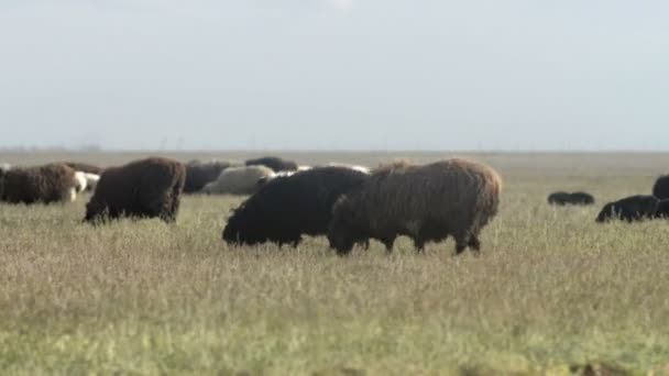 Krajobraz mongolskiego stepu z owiec i błękitne niebo — Wideo stockowe