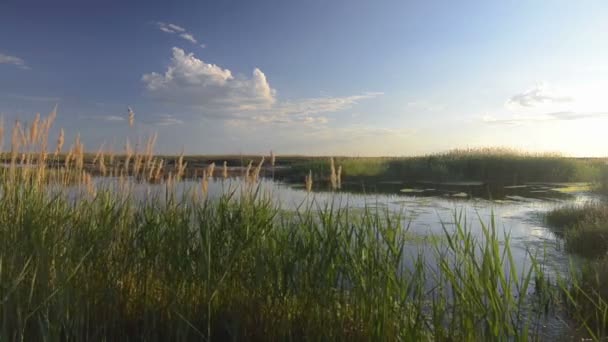 Прекрасне небо через очерет. Срібна пір'яна трава погойдується у вітрі — стокове відео