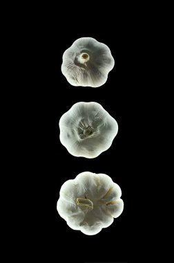 Gıda siluetleri izole siyah arka plan üzerine sarımsak ampuller