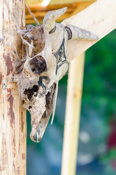 Vecchio teschio di capra stregoneria, dettaglio del cranio di un animale antico — Foto Stock