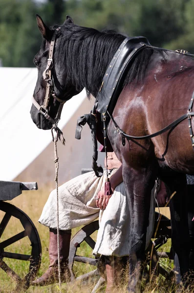 Hermoso caballo árabe marrón — Foto de Stock