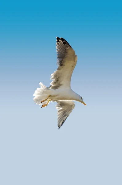 Gabbiano singolo che vola nel cielo azzurro — Foto Stock